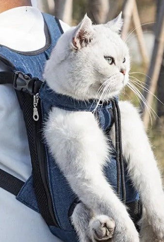 Cat peeking out of the backpack